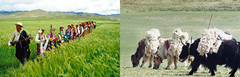 Processing Industry of Agricultural and Animal Husbandry Products